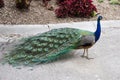 Peacock Feathers Royalty Free Stock Photo